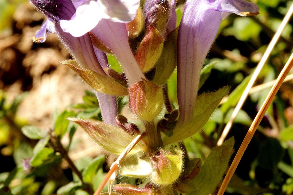 Scutellaria alpina